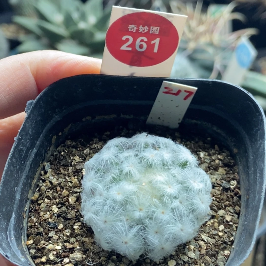 自根佛头白星3.5cm