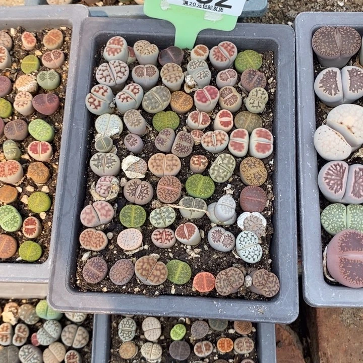 姐****糖生石花等植物352