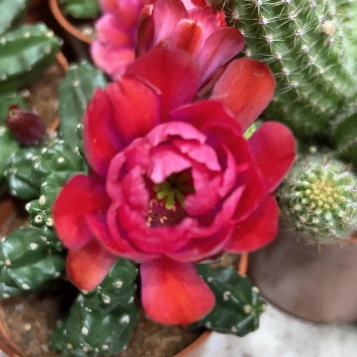 仙人球红花桃太郎一盆