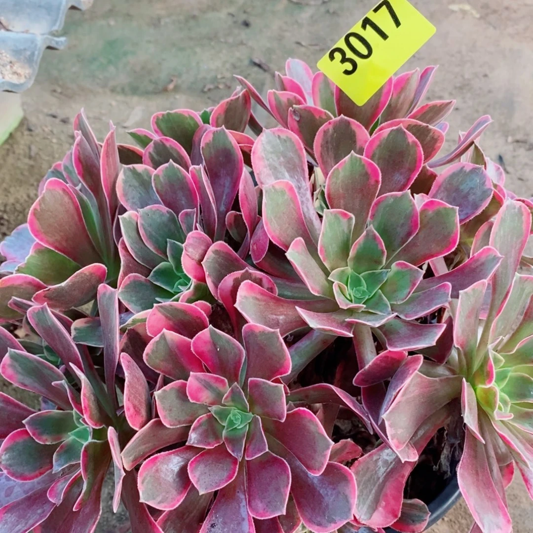 金丝雀多肉植物3017