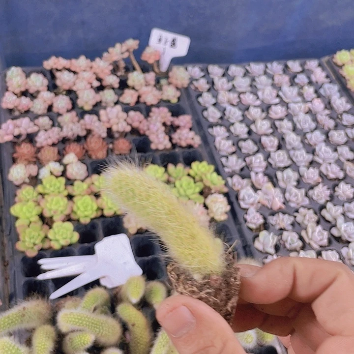 九尾狐【满10颗包邮】