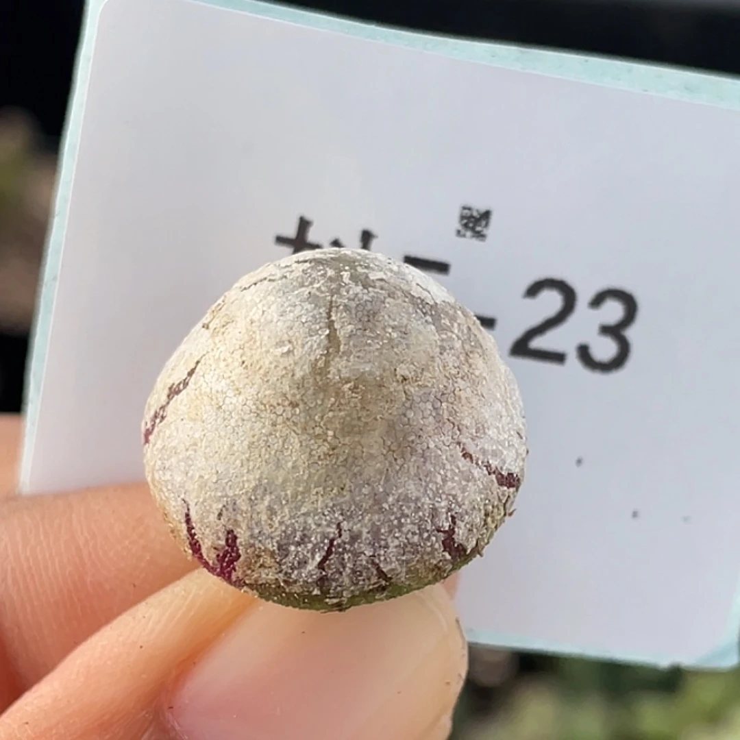 5-23灯泡多肉植物肉锥