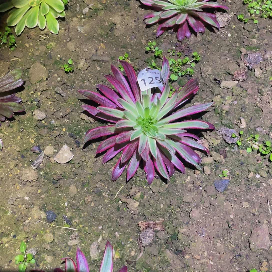 1255朱雀多肉植物