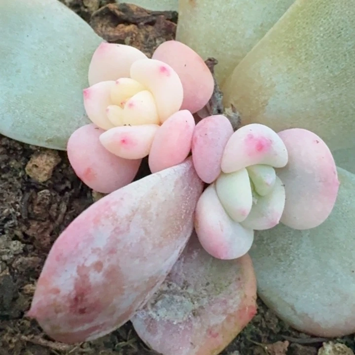 一物一拍橙梦露底座