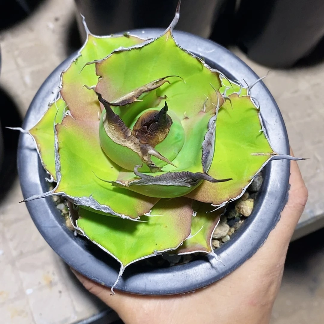 多肉植物龙蛇兰植物