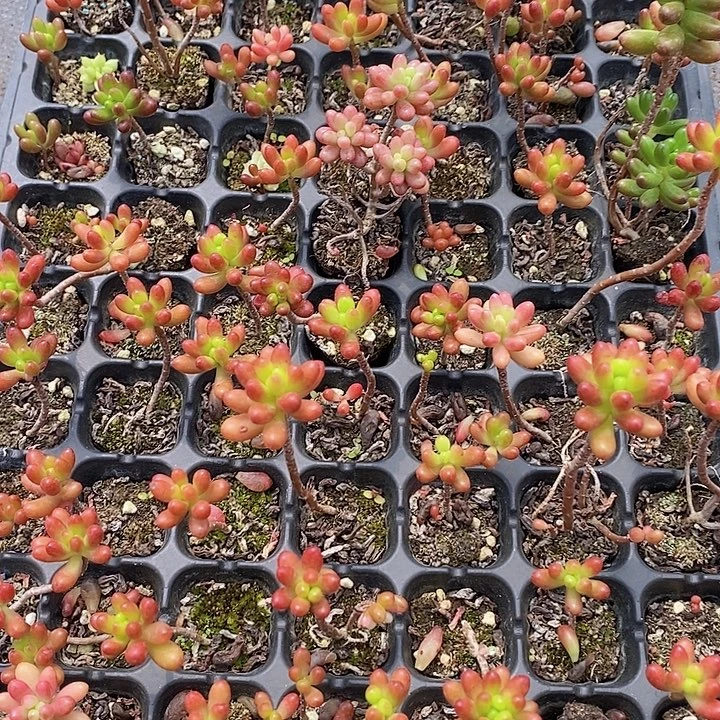 倾***_93 多肉植物盆栽花卉