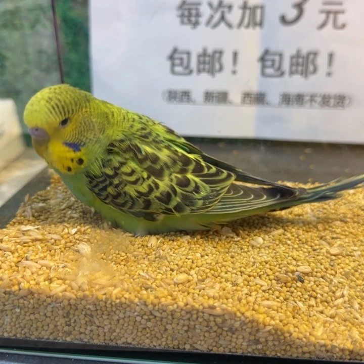 虎皮鹦鹉大头虎皮鹦鹉