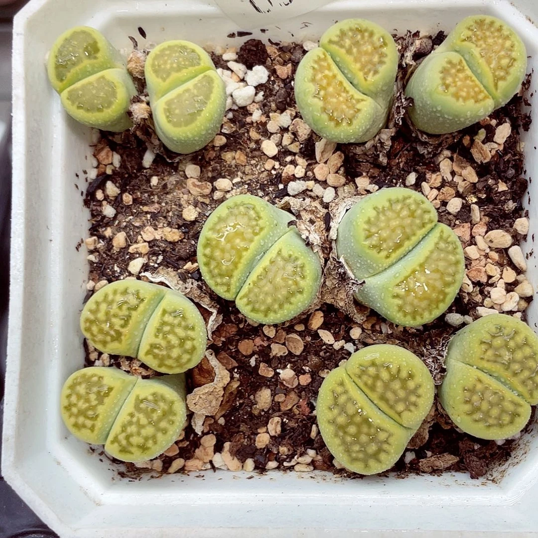 生石花满18包邮0927-195