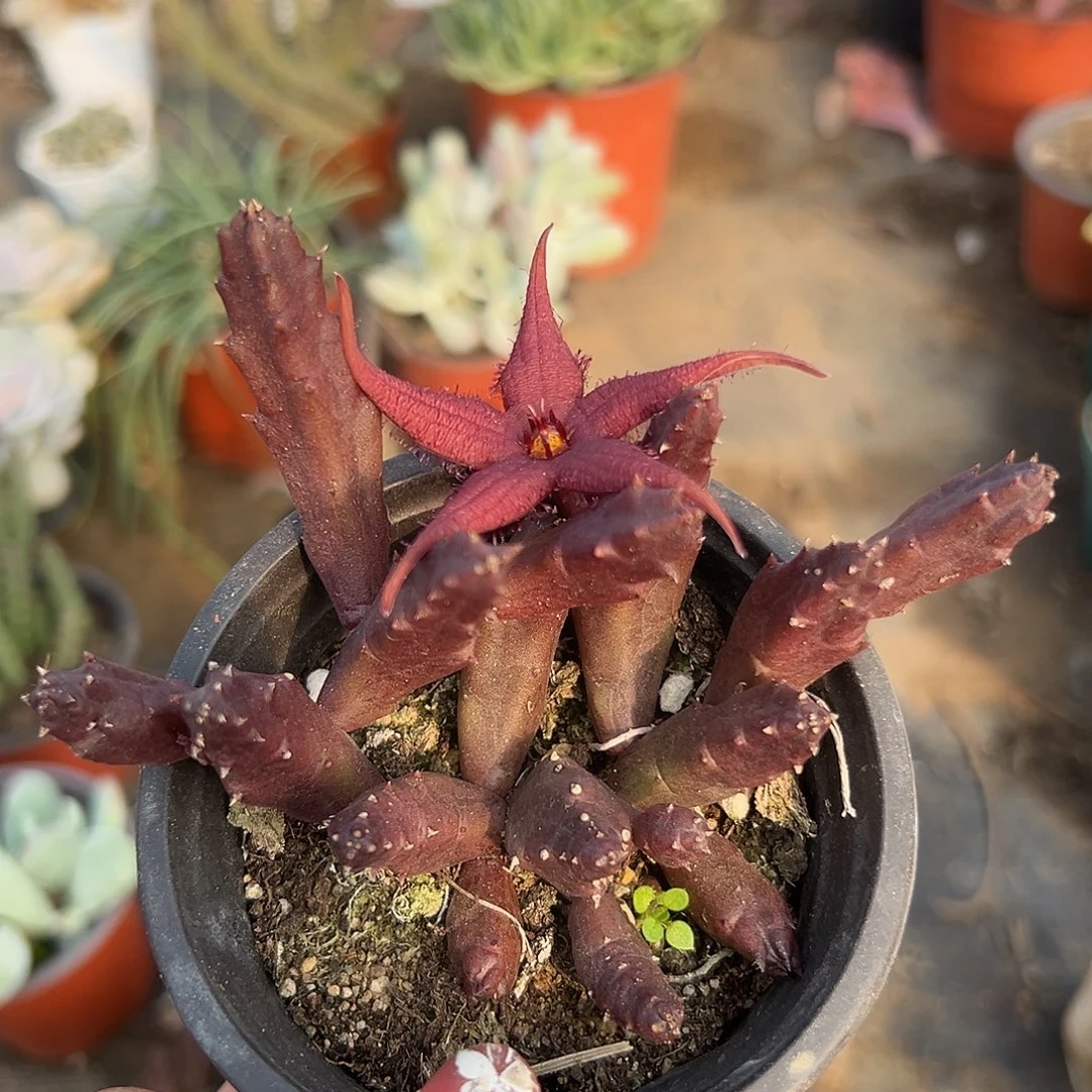 多肉植物红斑犀牛角