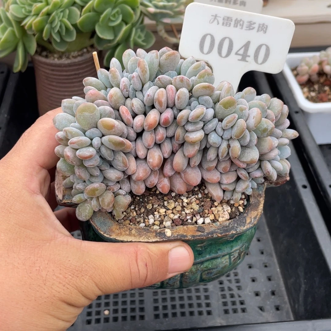 0040粉兔不带盆12厘米