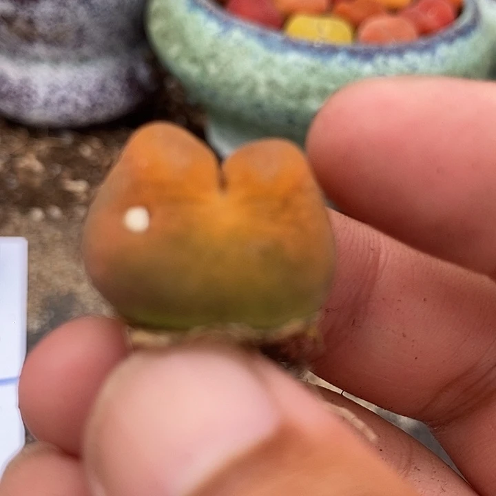 25502一颗     有伤