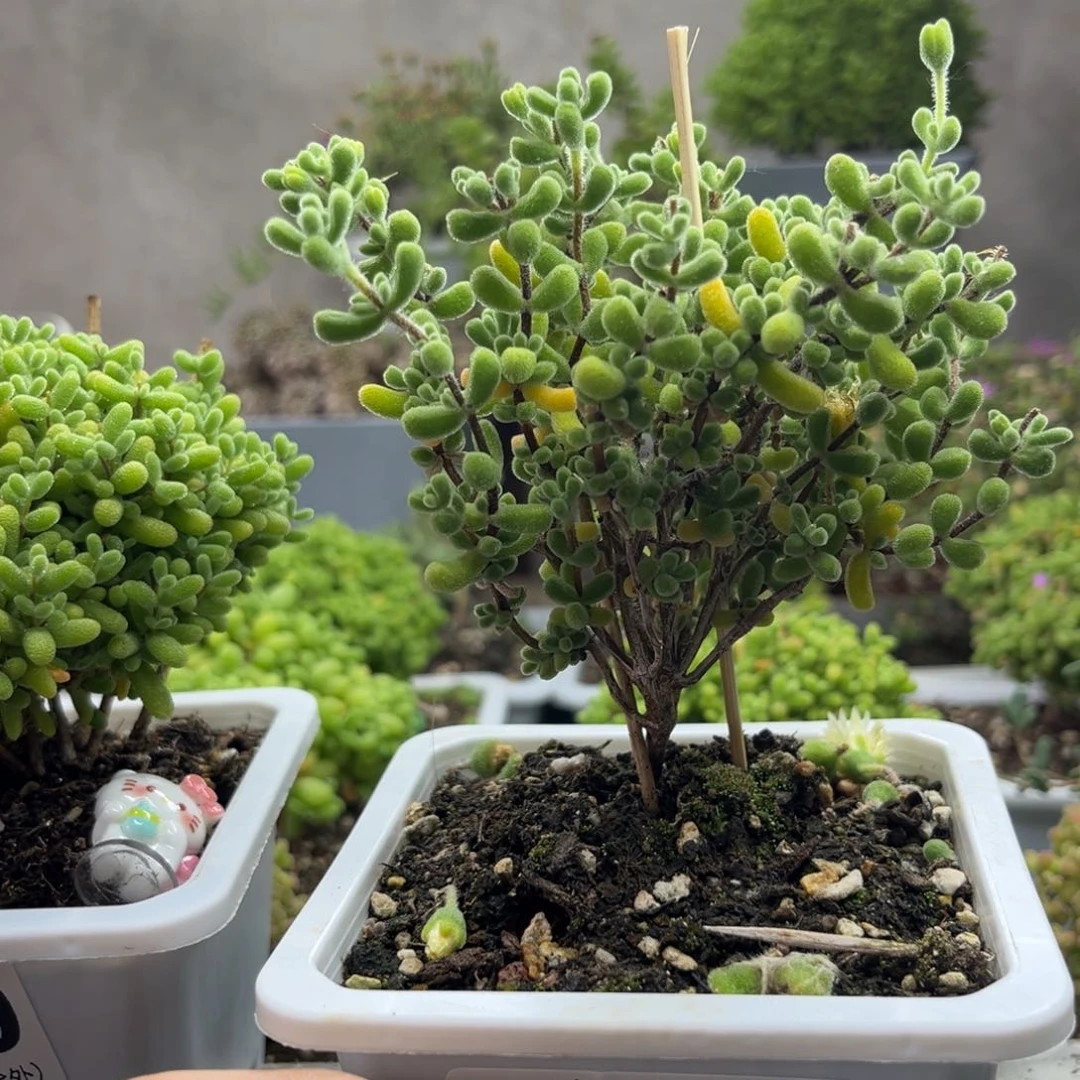 L*子小星星 798。