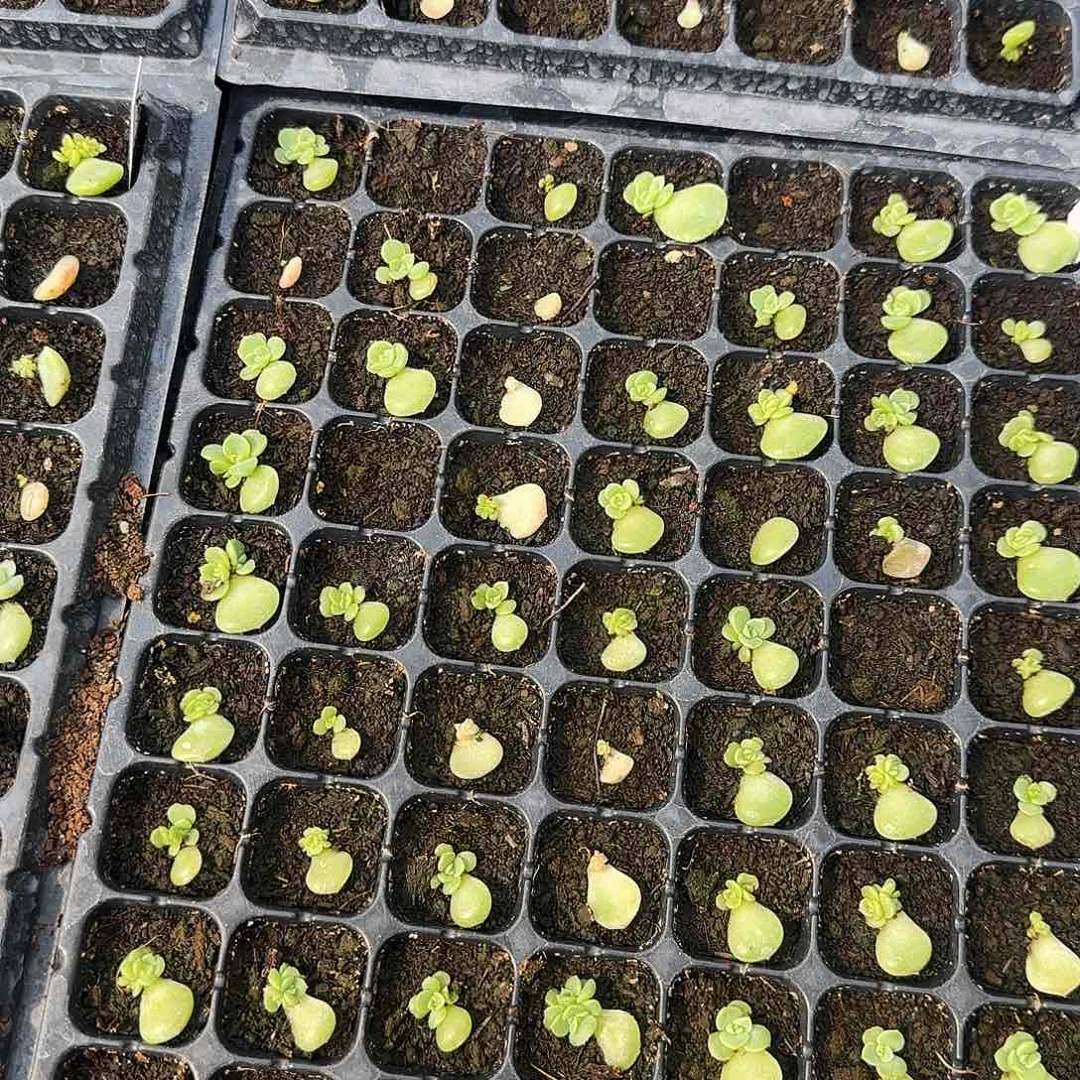 紫烟 芝麻苗 一个