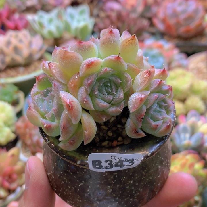 一物一拍含盆土满38包邮B343
