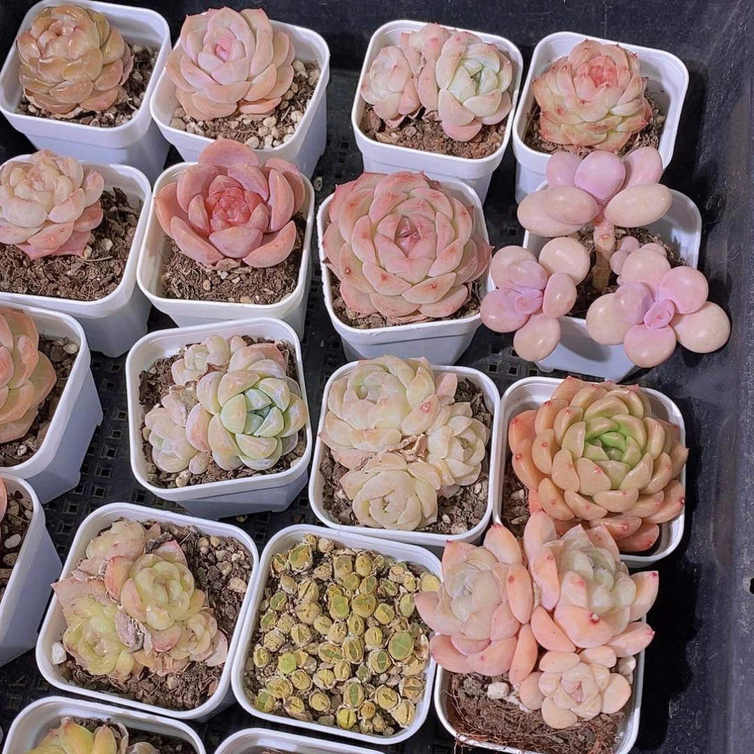 0511-小小白方萌肉10颗随机发