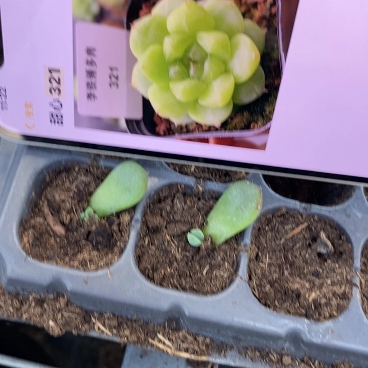 甜心321芽苗一个多肉