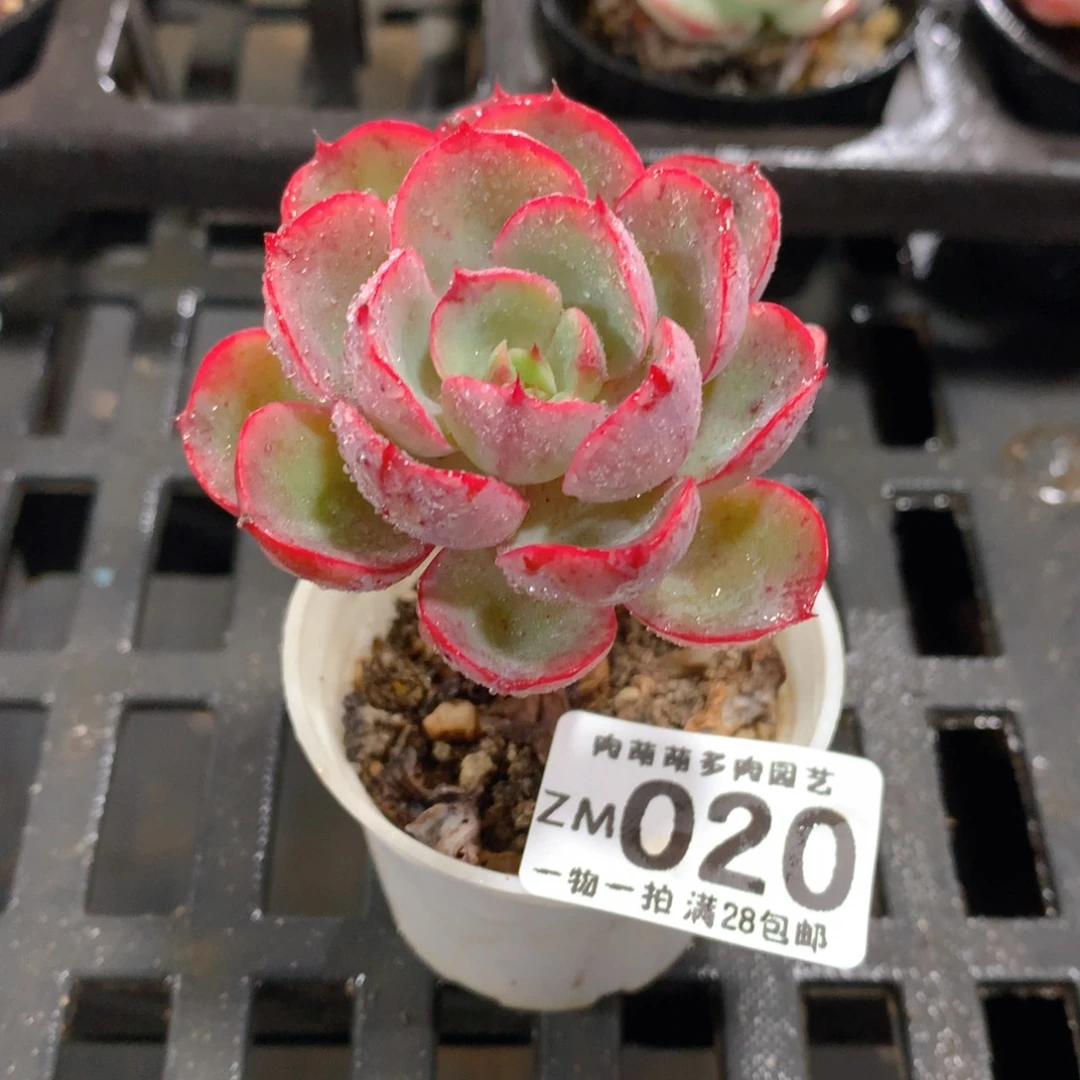 肉萌萌拇指盆精控多肉ZM020