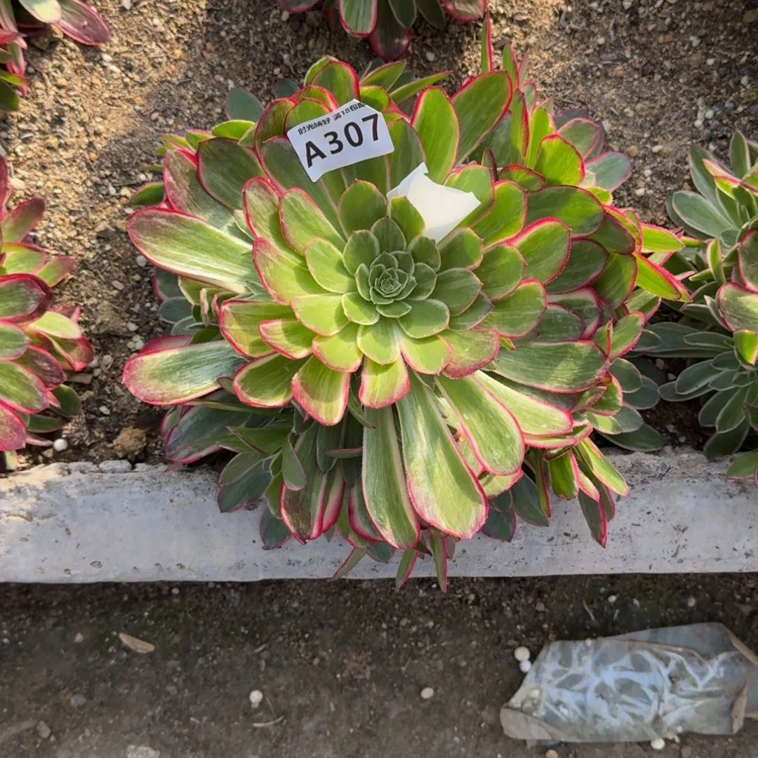 余***伴307孔雀翎多肉植物