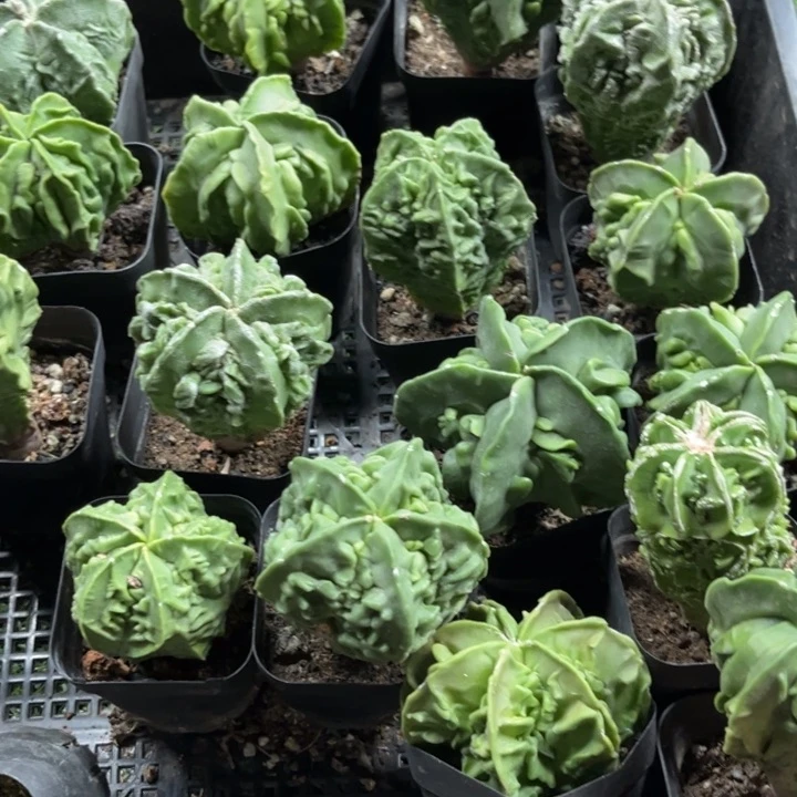 无花朵三个实生核桃好养好活