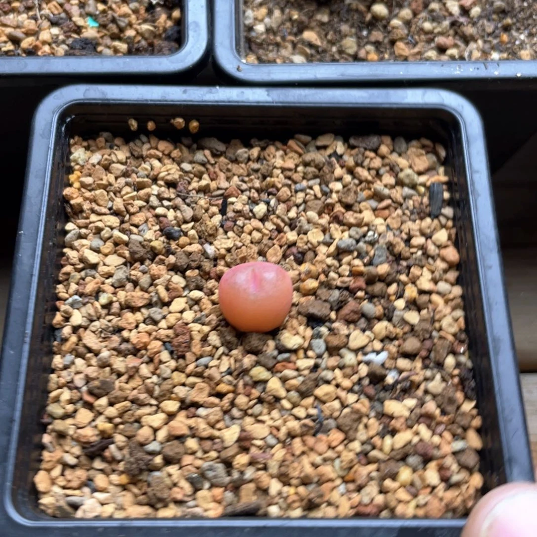 多肉单头优选橙粉色一棵