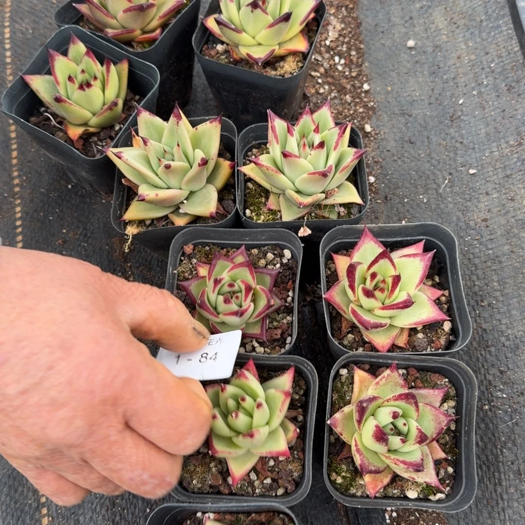 乌木10颗9.9量拍1-84