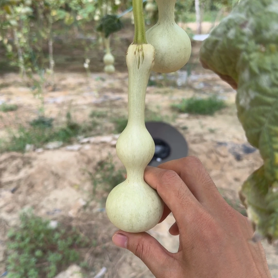 每***天麻烦了一个月发货