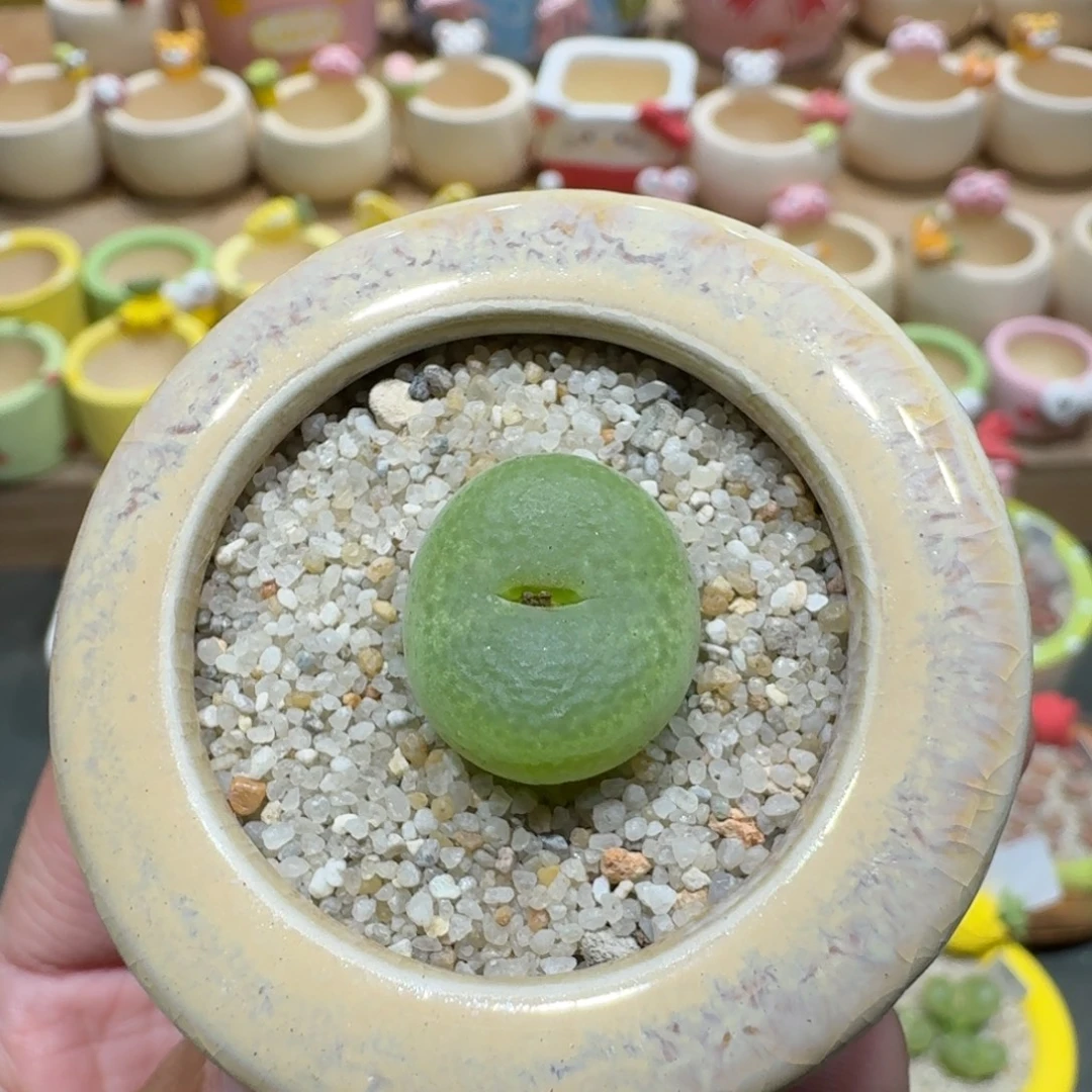 蘑菇1116翠光多肉植物