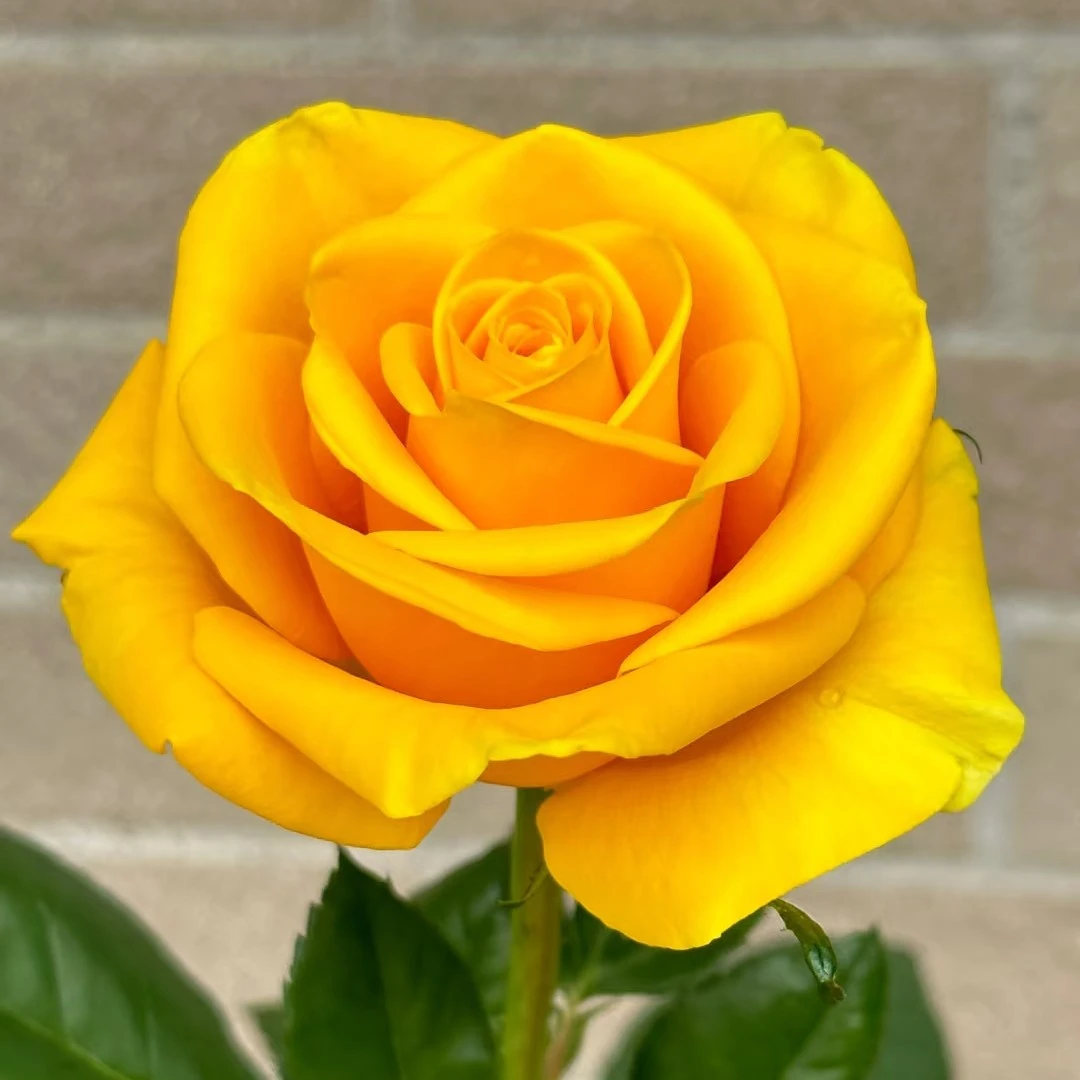 【新品】苏格兰黄油玫瑰花花卉月季花苗特大切花盆栽四季灌木