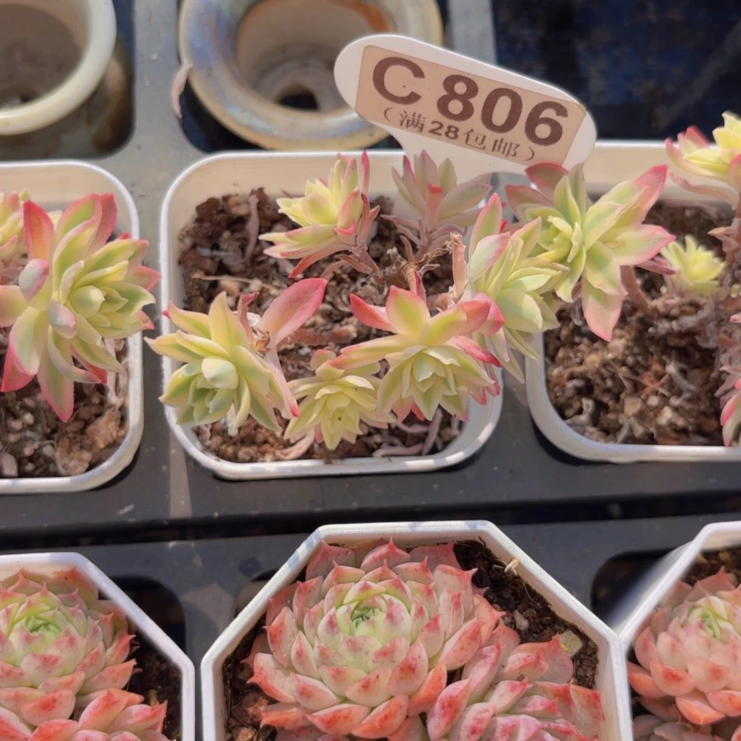 C806博化妆锦一物一拍