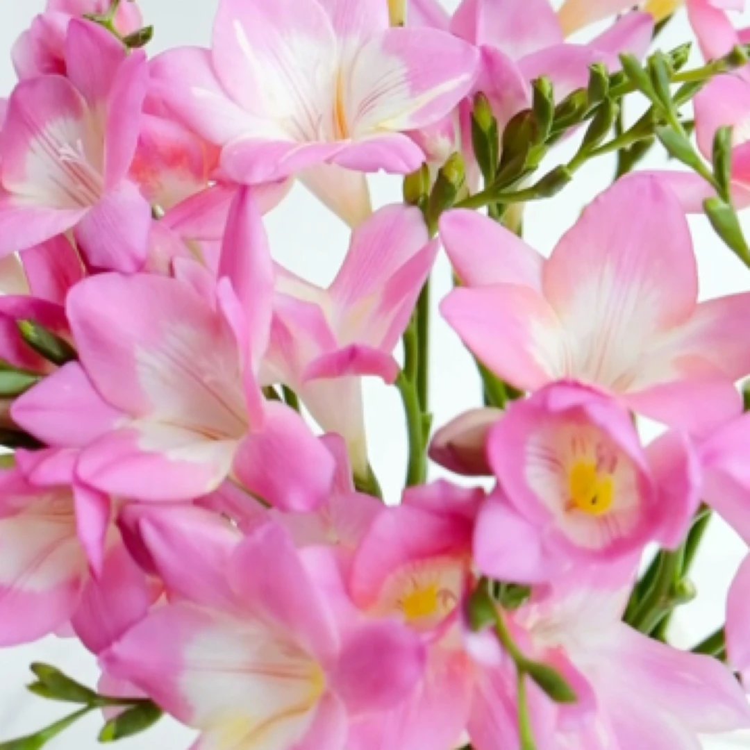 3.8节粉色香水兰一扎，花期长，味道超好闻，花店送货上门