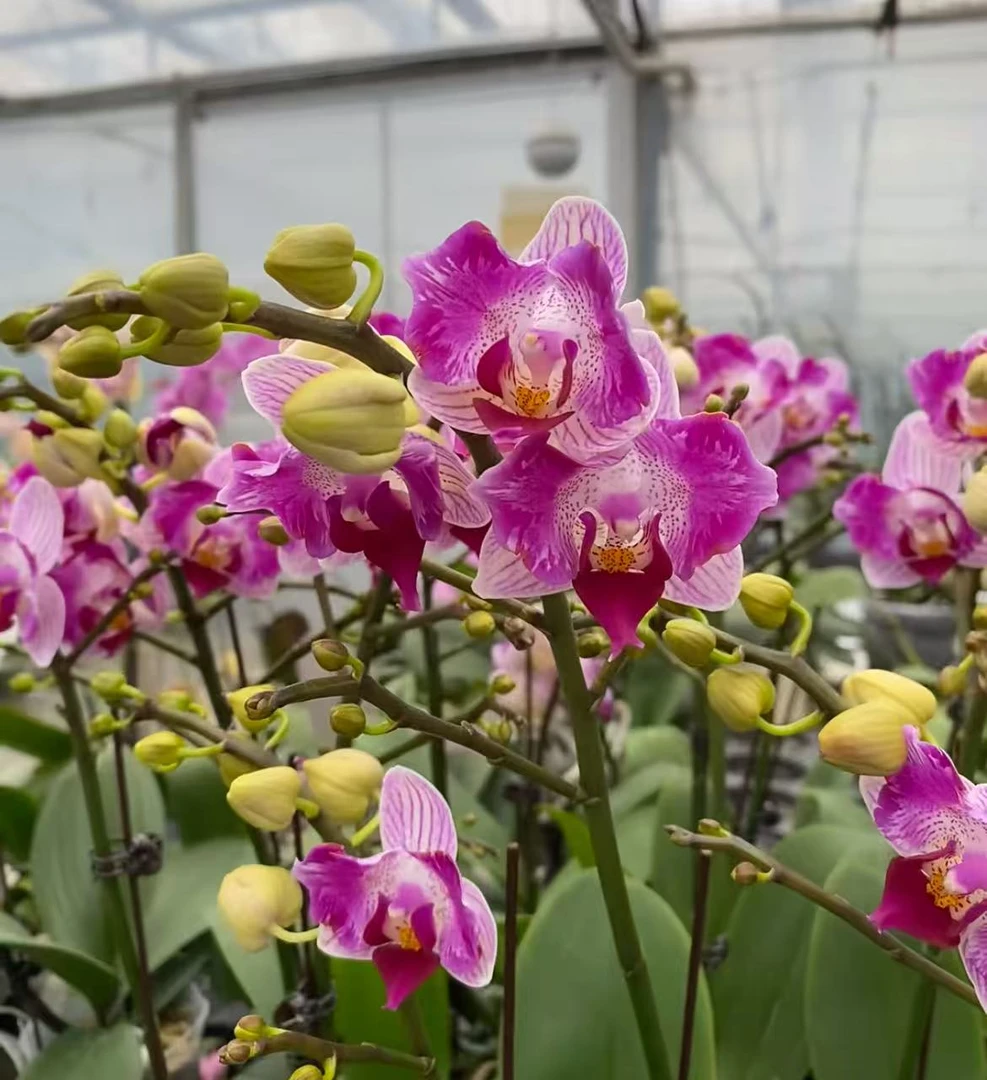 蝴蝶兰（风铃-两眼蕾丝）单花剑 名贵品种 花苞多  好养耐养带花
