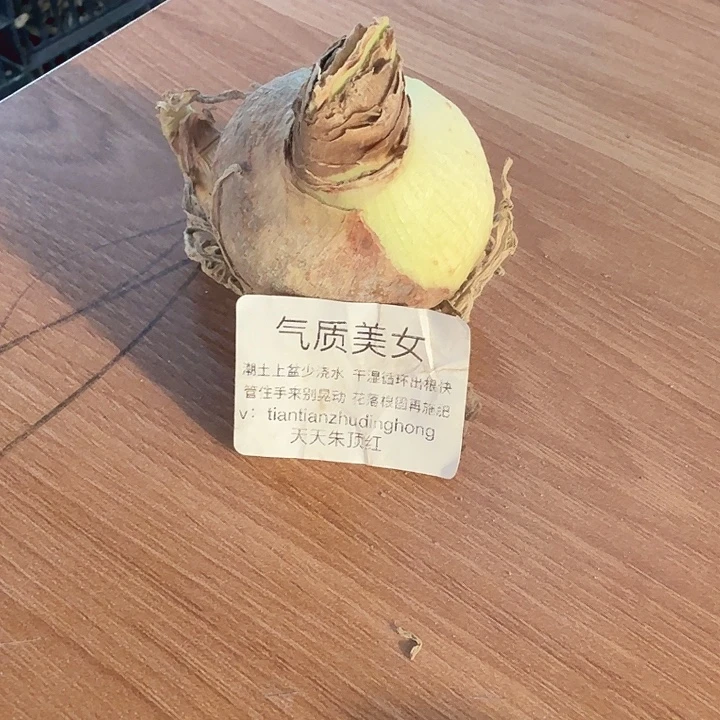气质美女直径4+一个