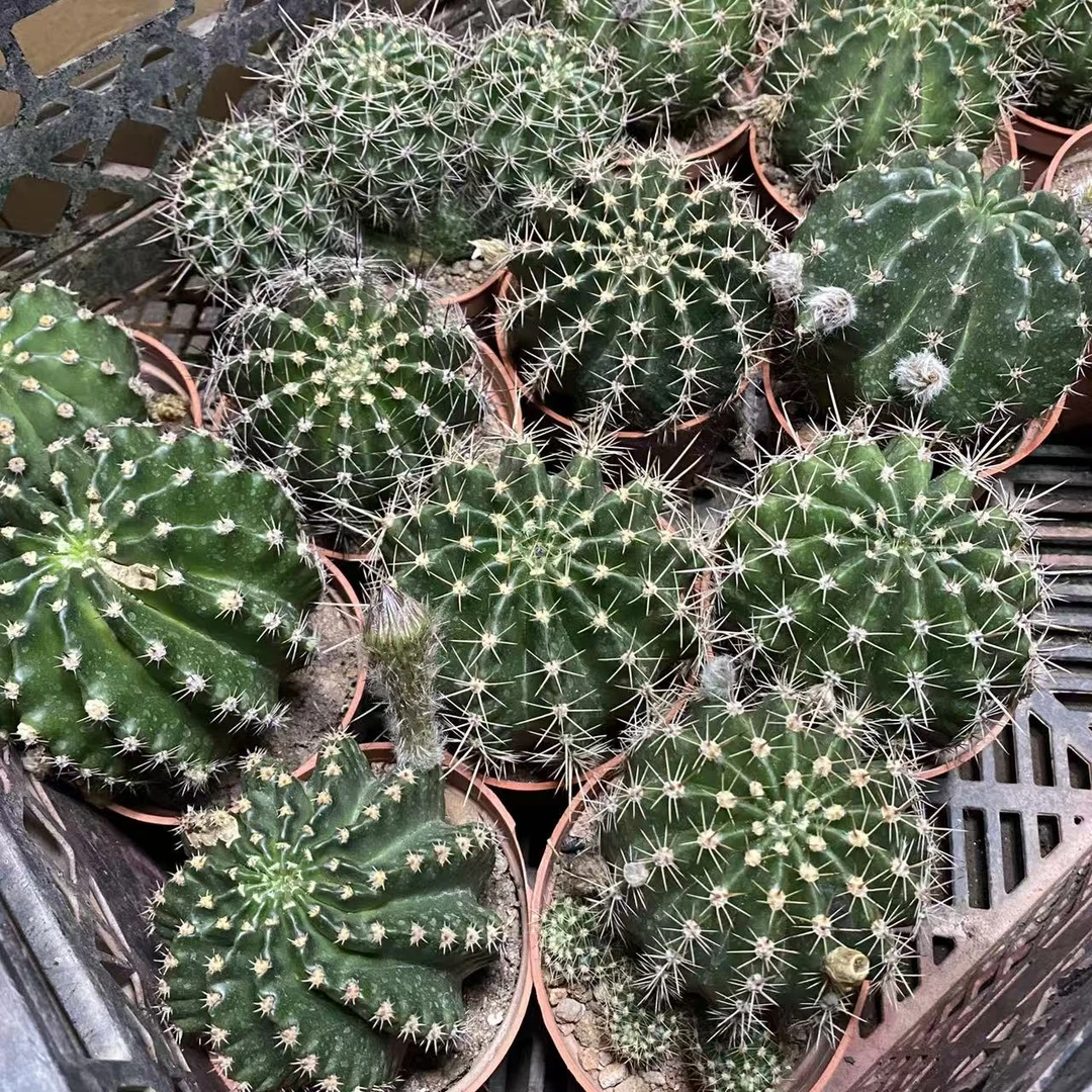 彩草     仙人球漳州基地直发 新手好养