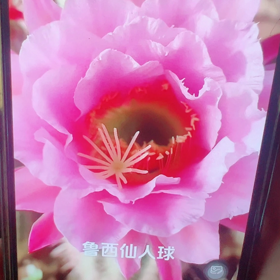 毛花柱 衬裙 5-6厘米侧芽 满20包邮