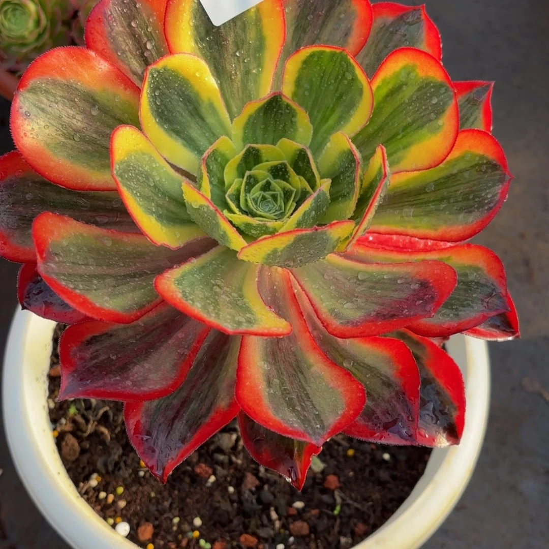 104多肉植物魅影