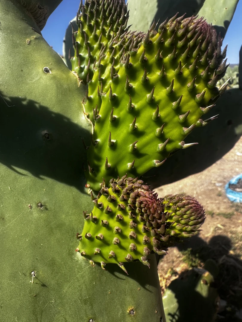 云南特产会泽本地新鲜仙人掌种片移栽易成活（现摘现发）