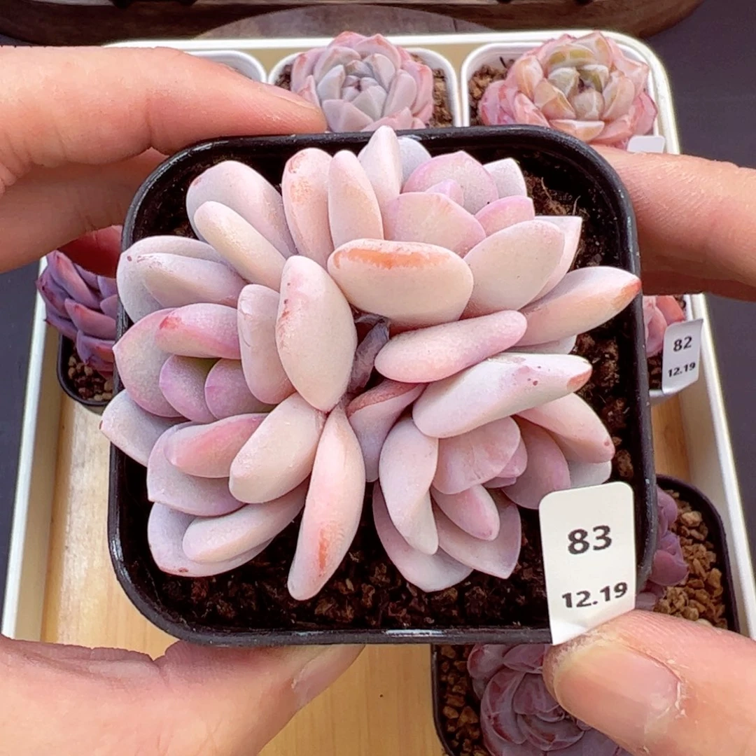 好好看83、哈哈哈哈