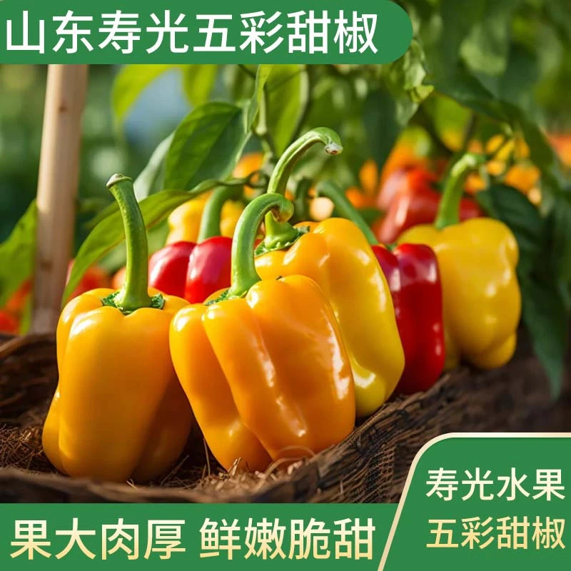 山东寿光彩椒水果椒混合彩椒圆椒蔬菜沙拉食材生吃灯笼椒新鲜蔬菜