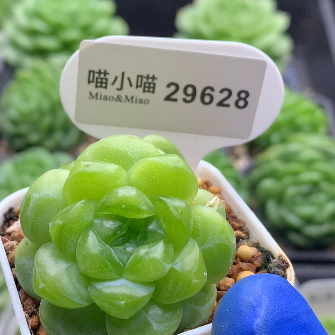 多肉植物杂交珍妮