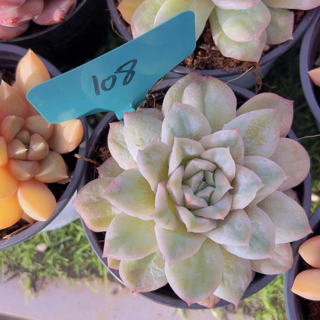 香玉的故事是一个人的故事