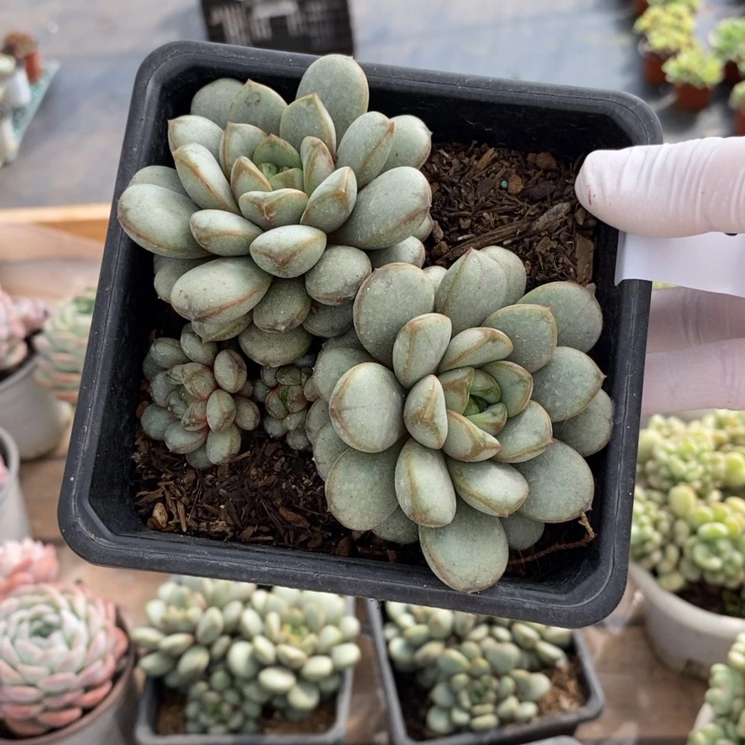 213葡萄多头一物一拍