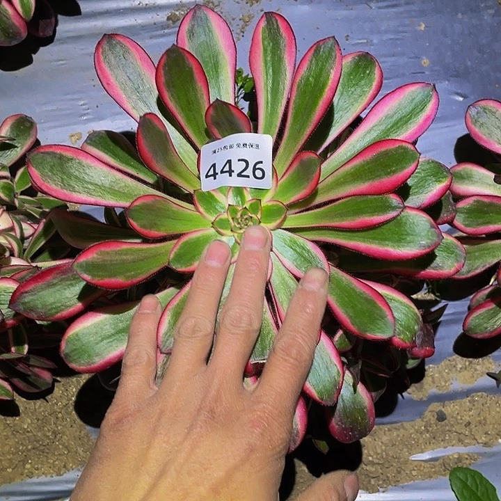 4426香奶奶多肉植物