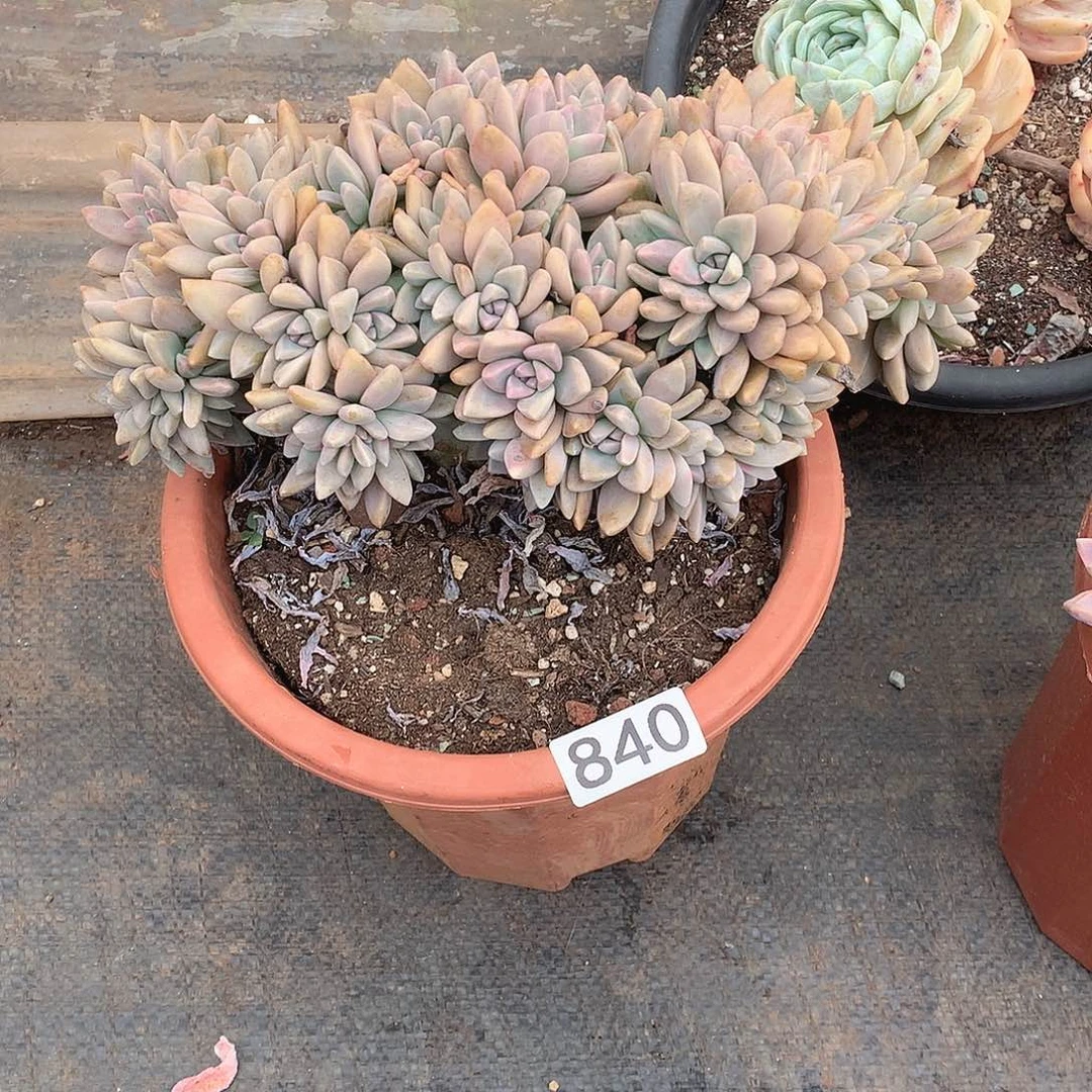 840淡雪缀 一物一拍多肉