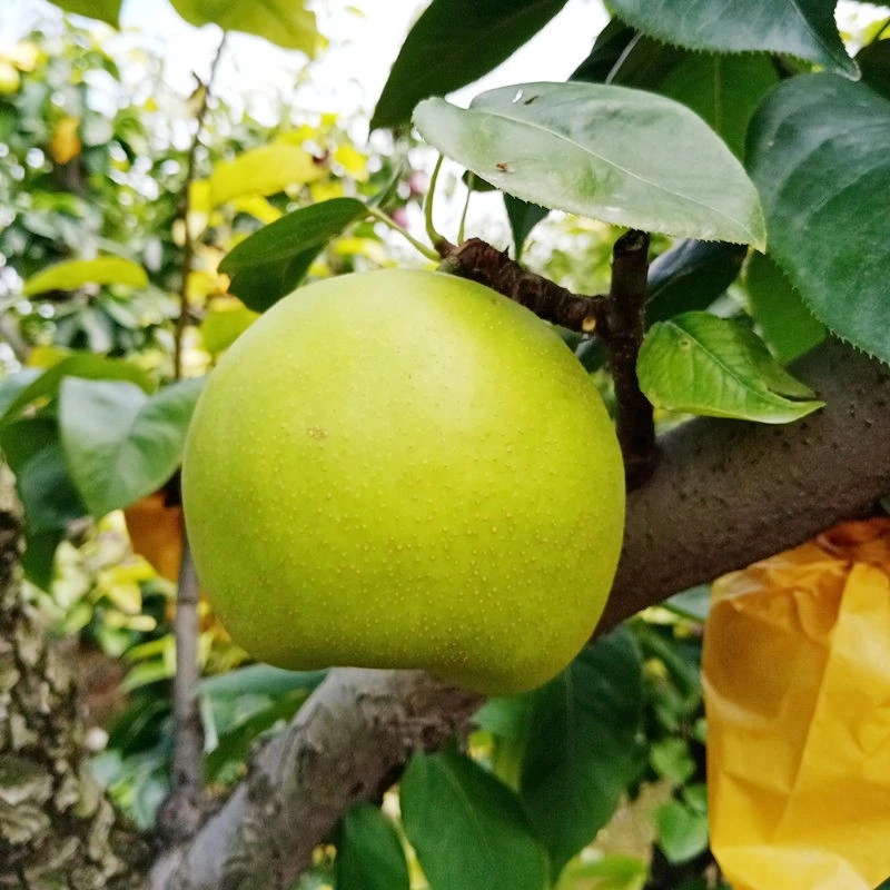 栖贤梨花沟青皮梨绿宝石梨脆甜多汁现摘现发当季水果