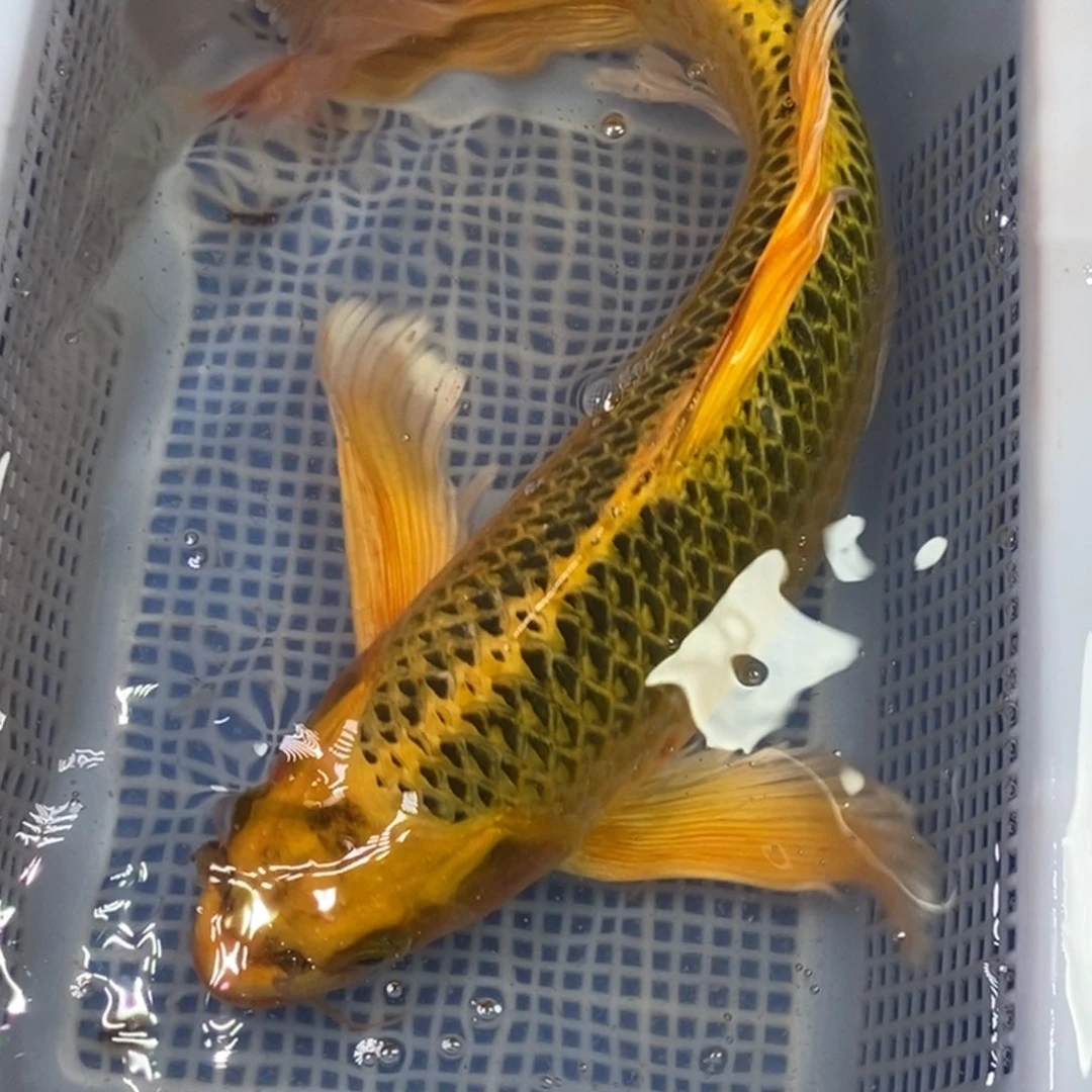 锦鲤冷水锦鲤包邮