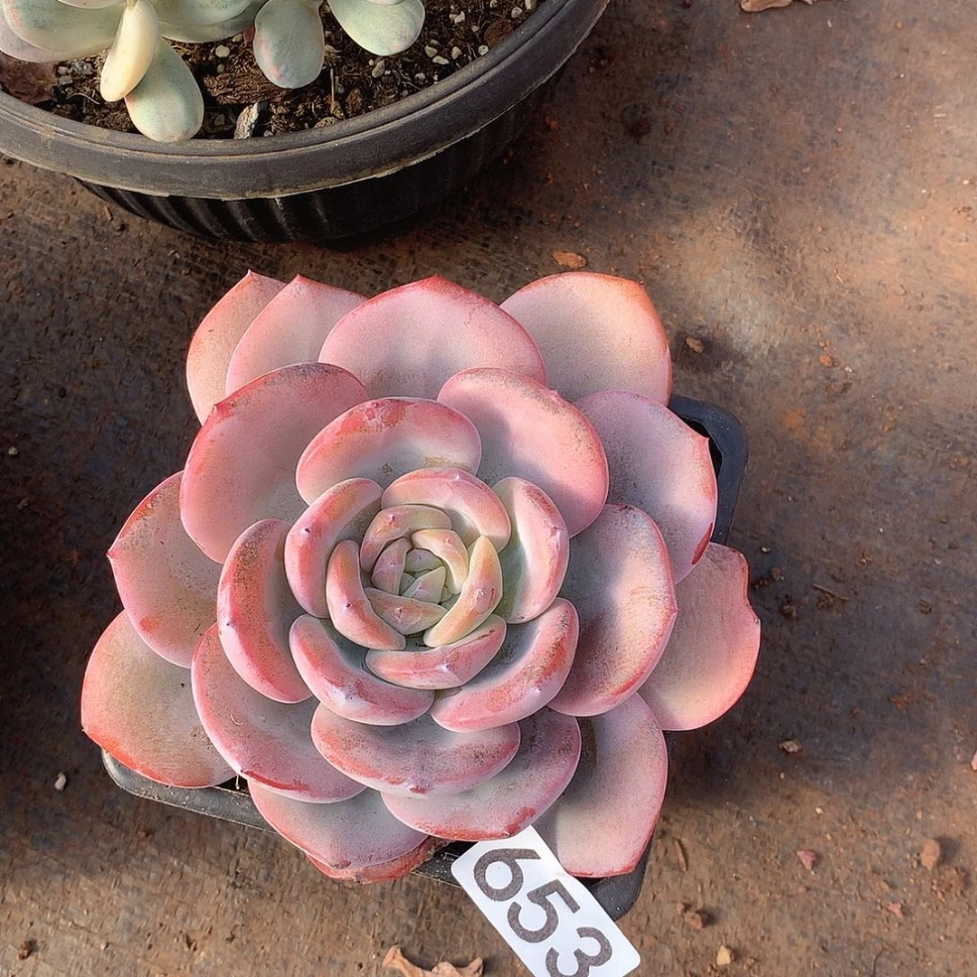 653奶茶一物一拍多肉