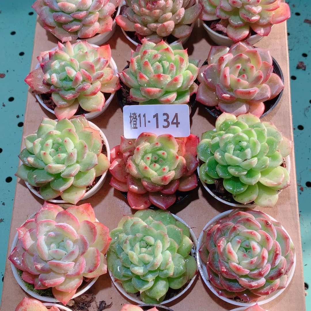 11-134一物一拍多肉带盆18颗