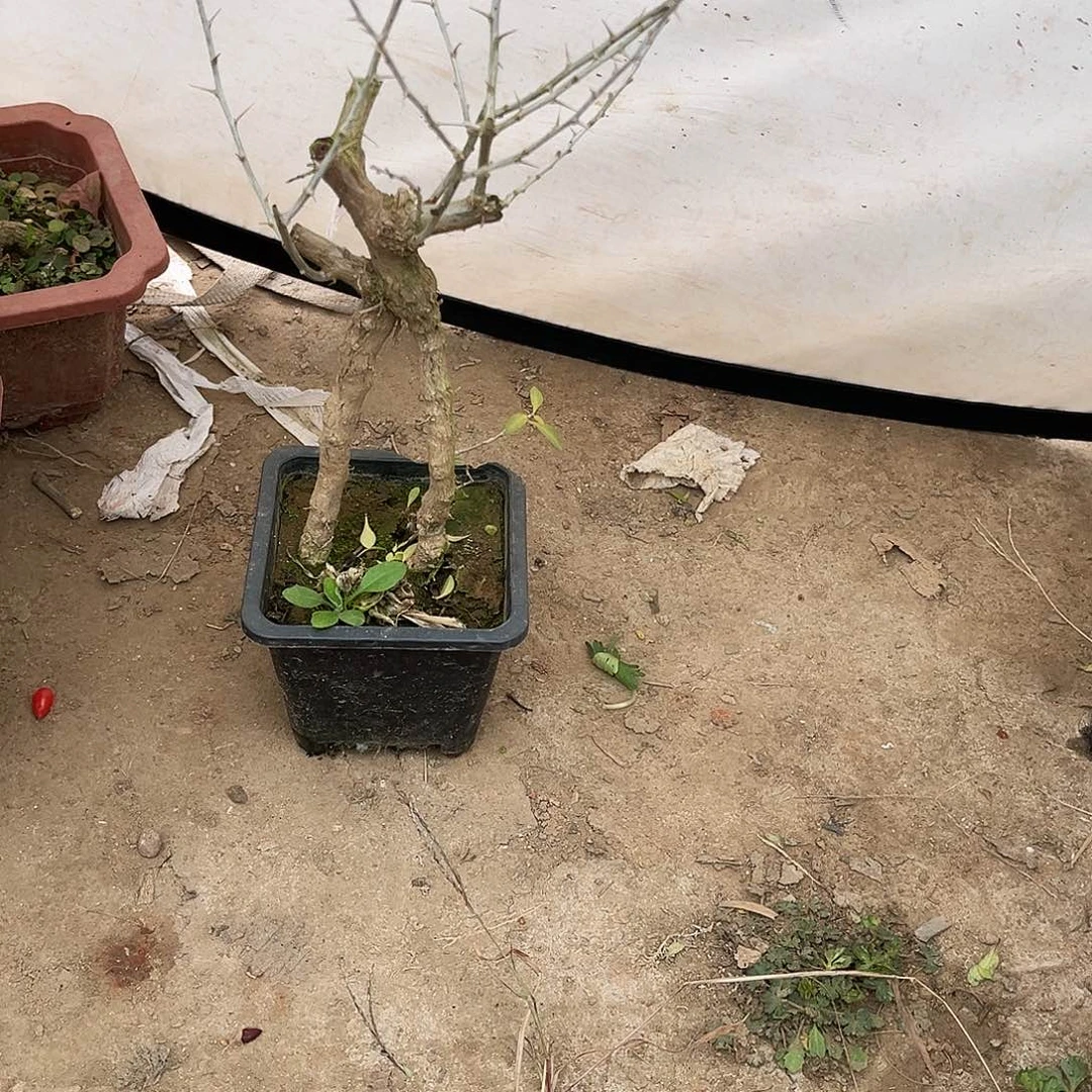 奔***牛完全开放枸杞盆栽