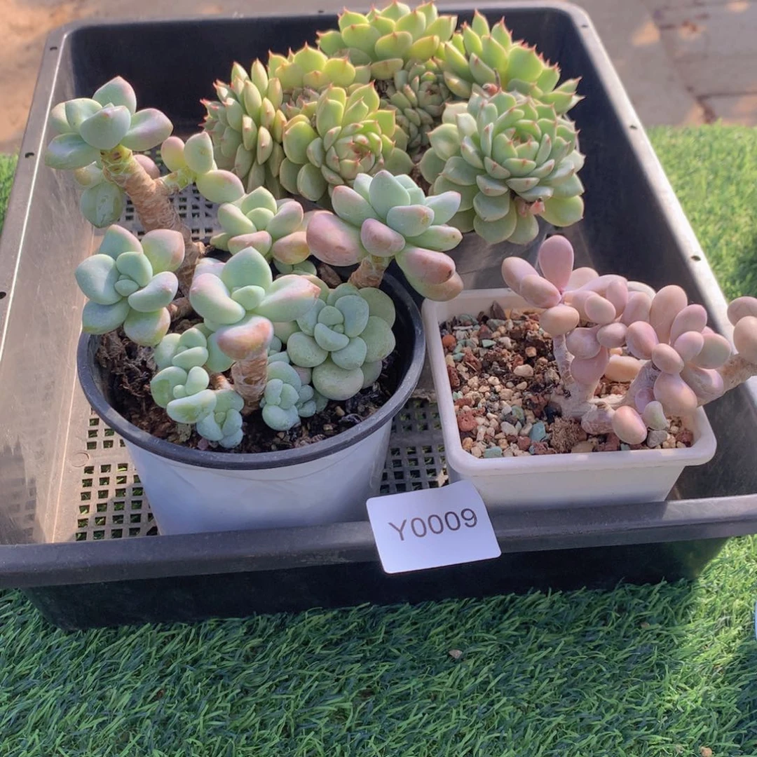 多肉植物框拍包邮9