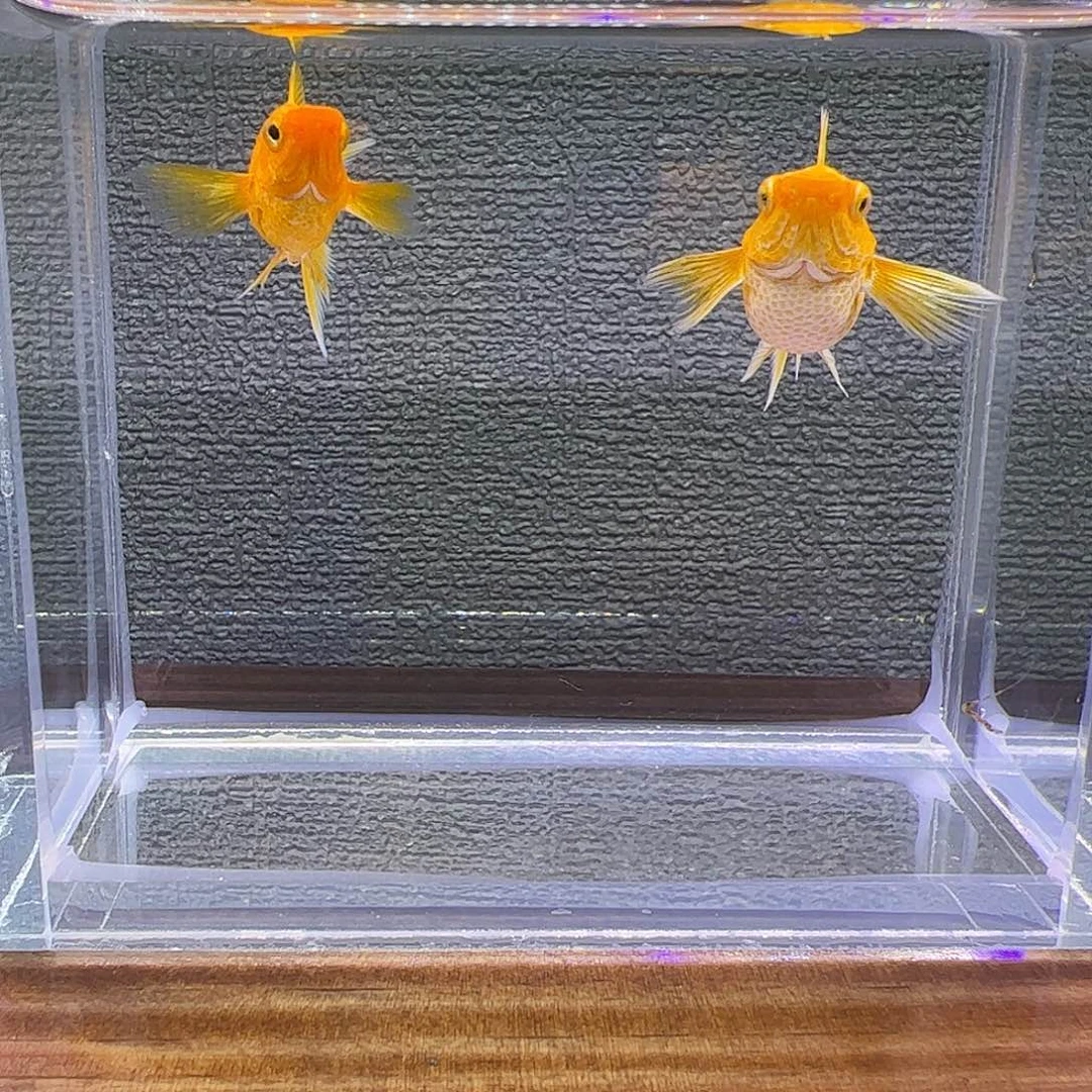 孔雀鱼黄金玛丽种鱼